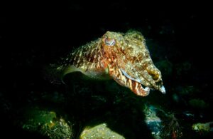 curs de biologia marina