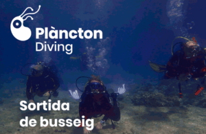 Sortida de busseig nocturn