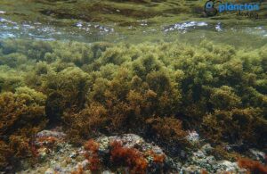 Curs d'Iniciació al món de les Algues