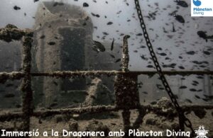 Visita al pecio Dragonera