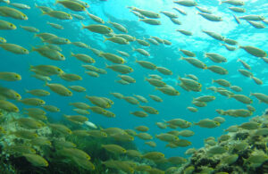 Campus Naturalista Sub - Nivell Litoral