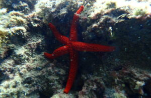 Campus Naturalista Sub - Nivell Abissal