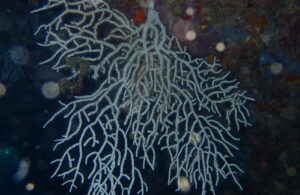 Campus Naturalista Sub - Nivell Hadal